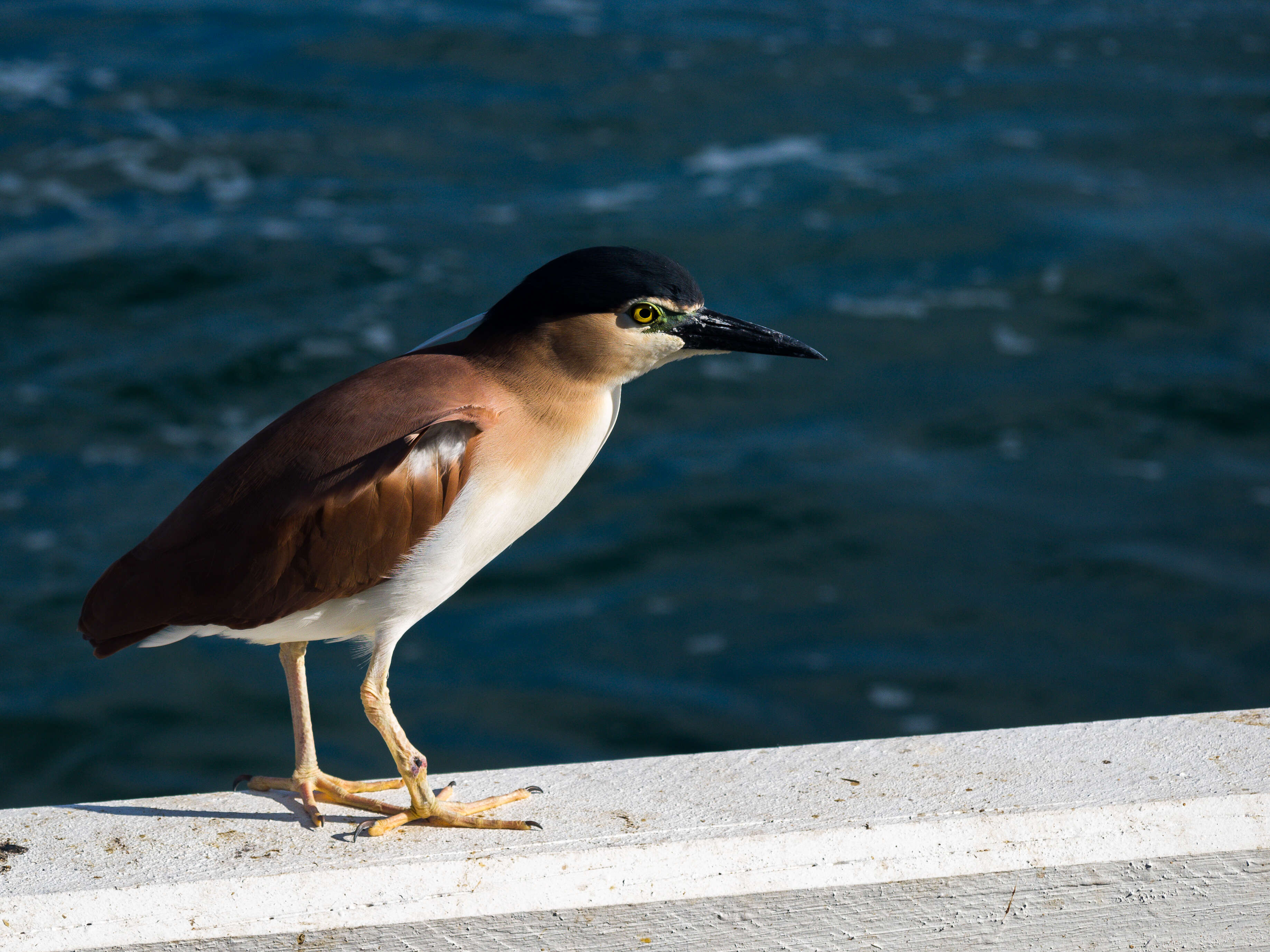 Image of Nankeen Night Heron