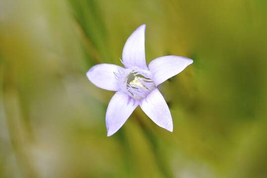 Image of autumn dwarf gentian