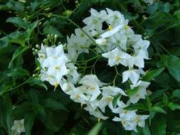 Image of jasmine nightshade