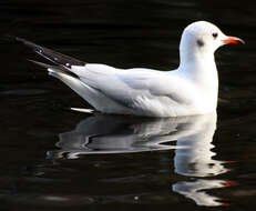 Image of Black-headed Gull