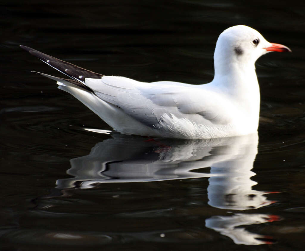 Image of Black-headed Gull