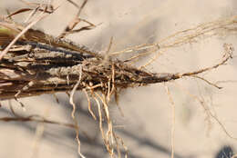 Image de Schizachyrium scoparium (Michx.) Nash