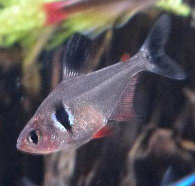 Image of Black phantom tetra