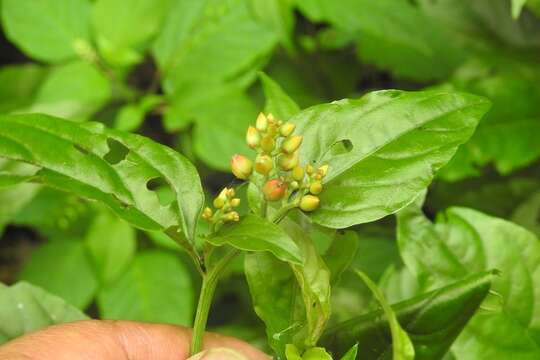 Imagem de Celosia nitida Vahl