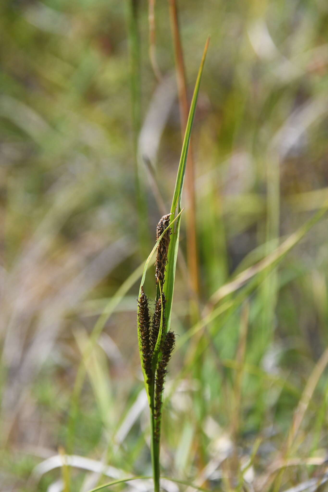 Image de Carex aquatilis var. minor Boott
