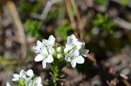 Image of Veronica hookeri (Buchanan) Garn.-Jones