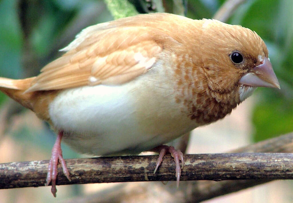 Image of Lonchura striata domestica