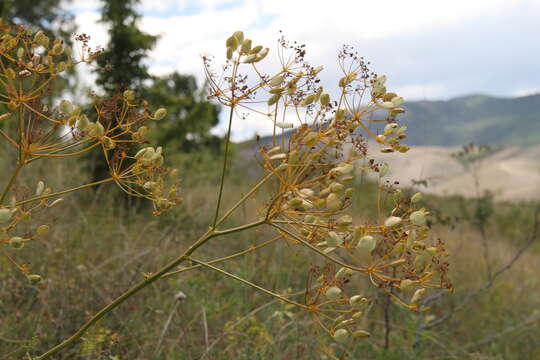 Image of Ferulago campestris (Besser) Grec.