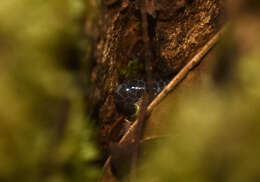 Image of Big-scaled Blind Snake