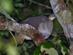 Image of Solitary Tinamou