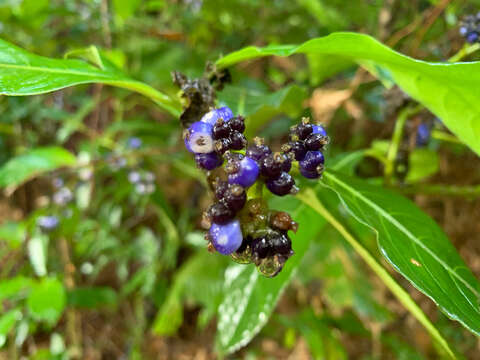 Image of Palicourea brachiata (Sw.) Borhidi