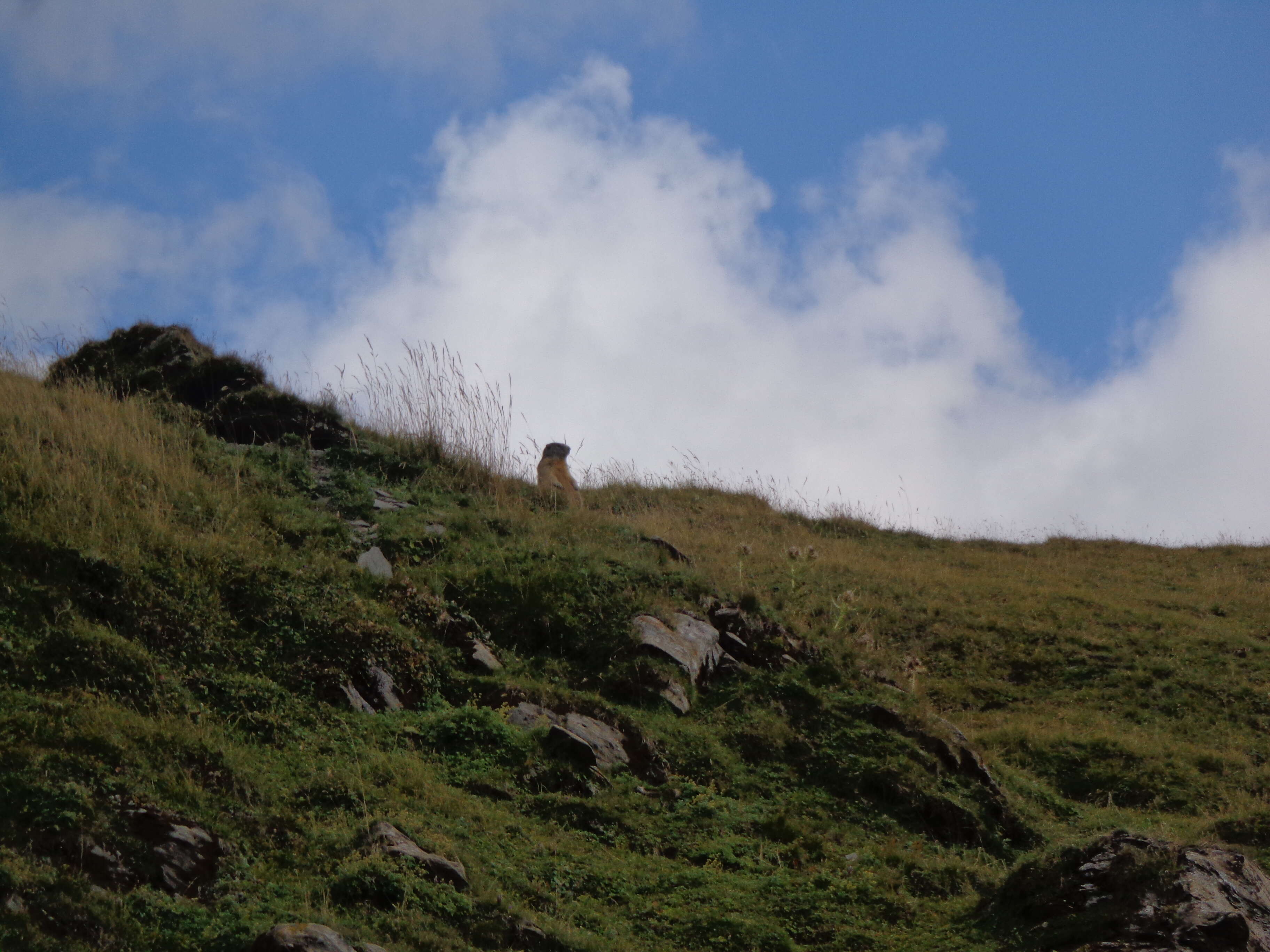 Imagem de Marmota marmota (Linnaeus 1758)