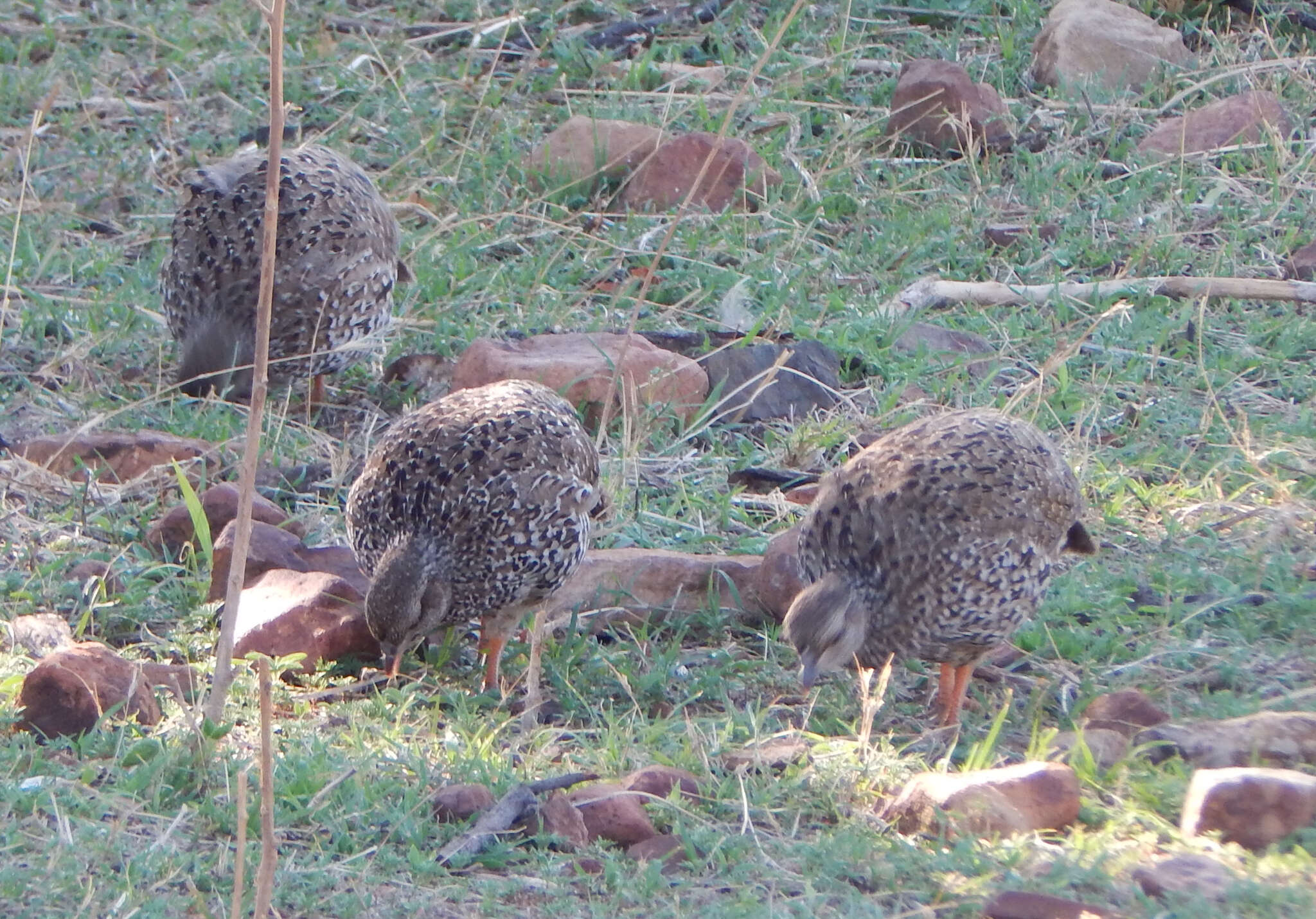 Image of Natal Francolin