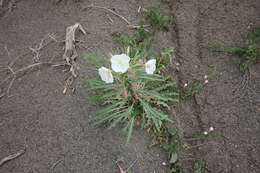 Plancia ëd Oenothera harringtonii W. L. Wagner, R. Stockhouse & W. M. Klein