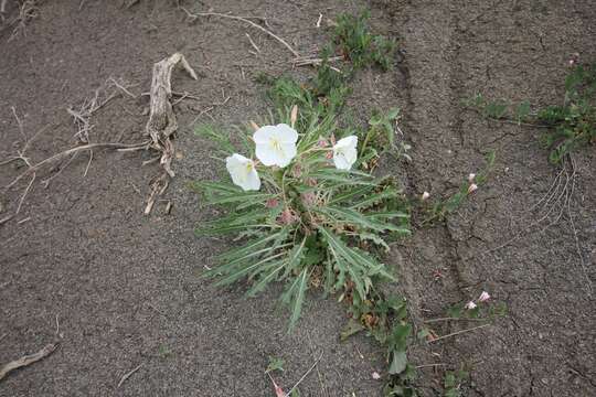 Image of Colorado Springs evening primrose