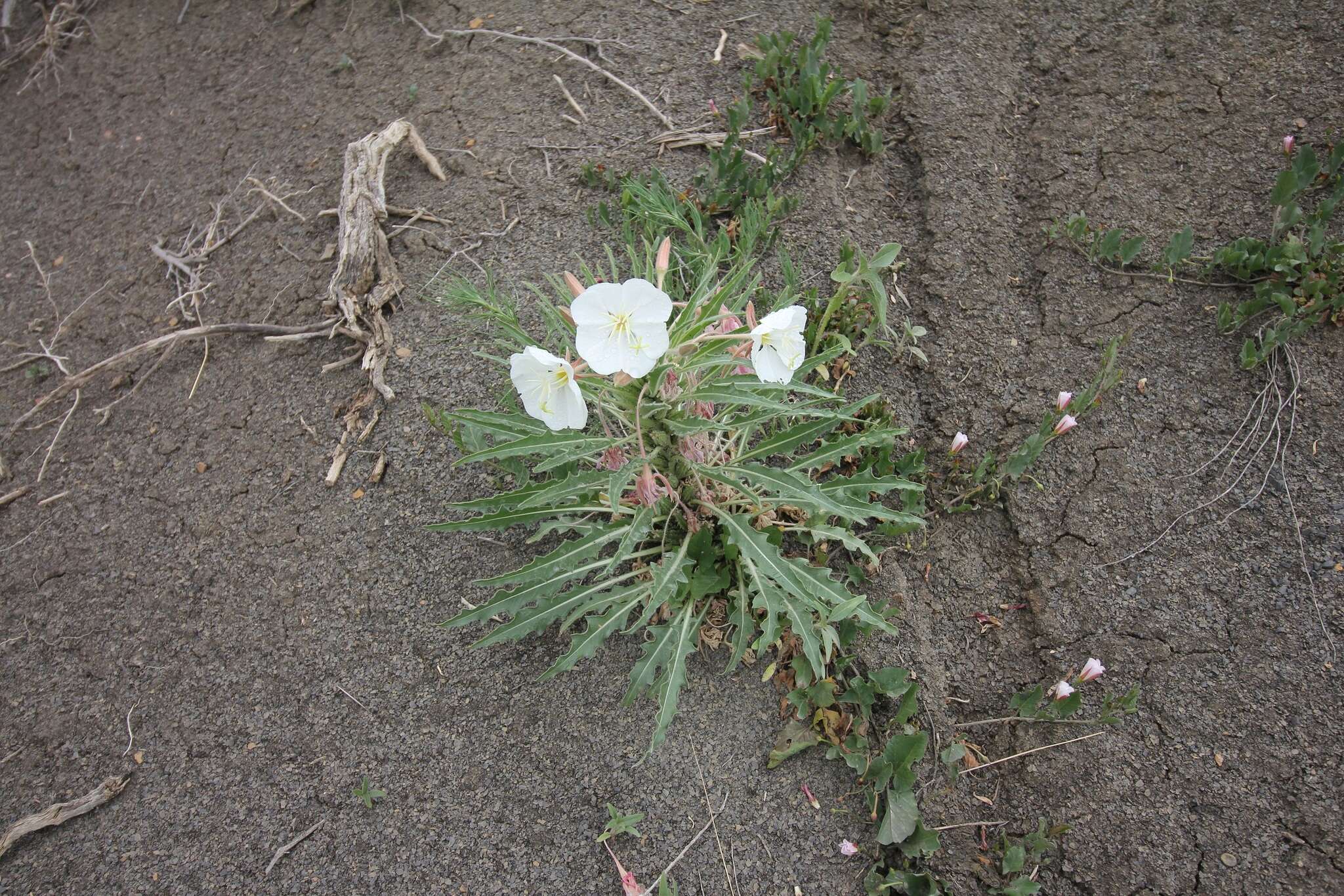 Plancia ëd Oenothera harringtonii W. L. Wagner, R. Stockhouse & W. M. Klein