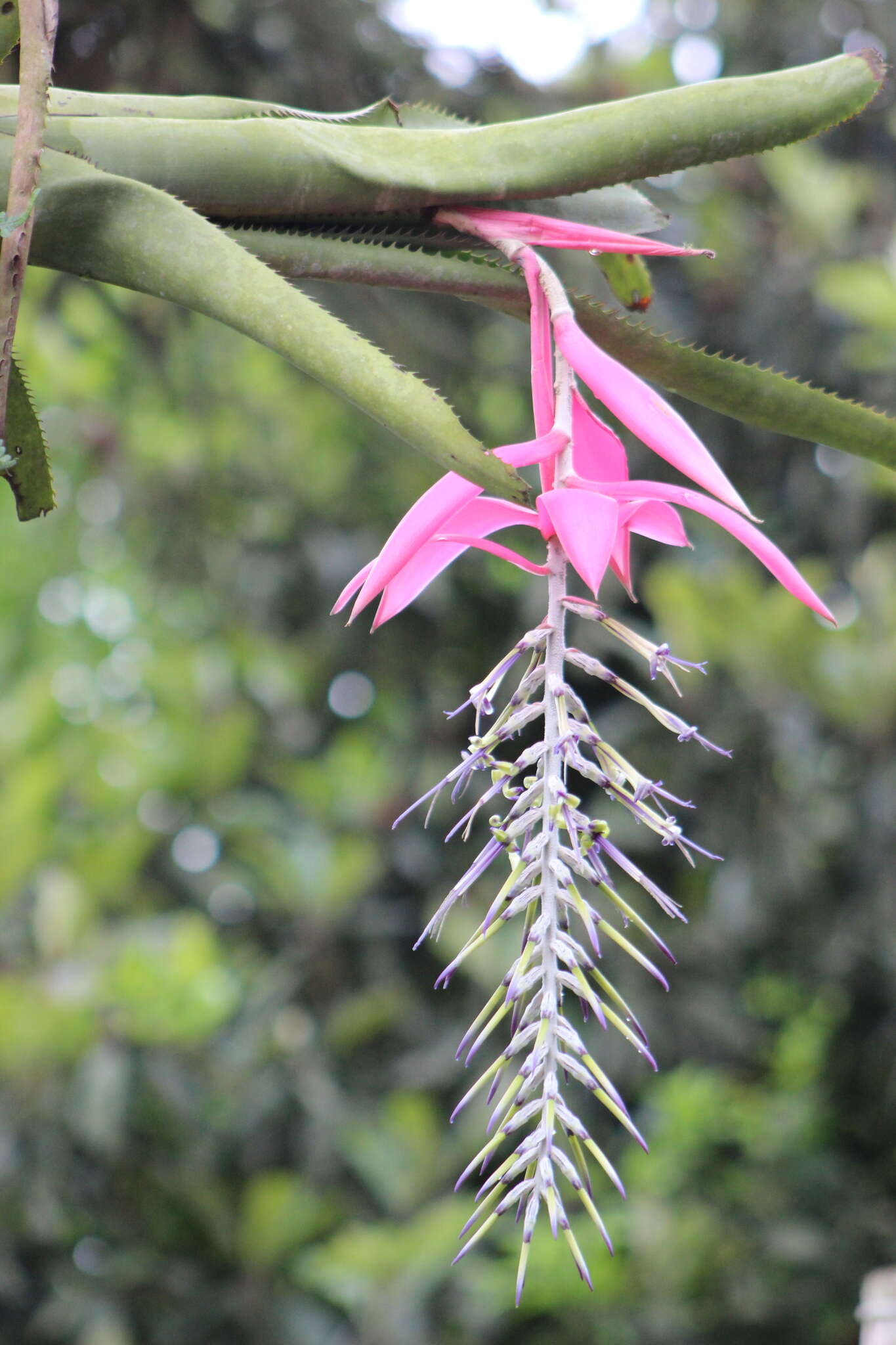 Billbergia alfonsi-joannis Reitz的圖片