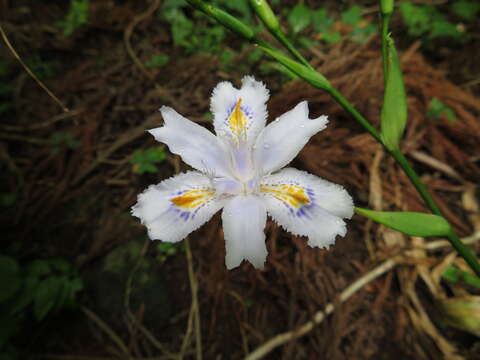 Sivun Iris japonica Thunb. kuva