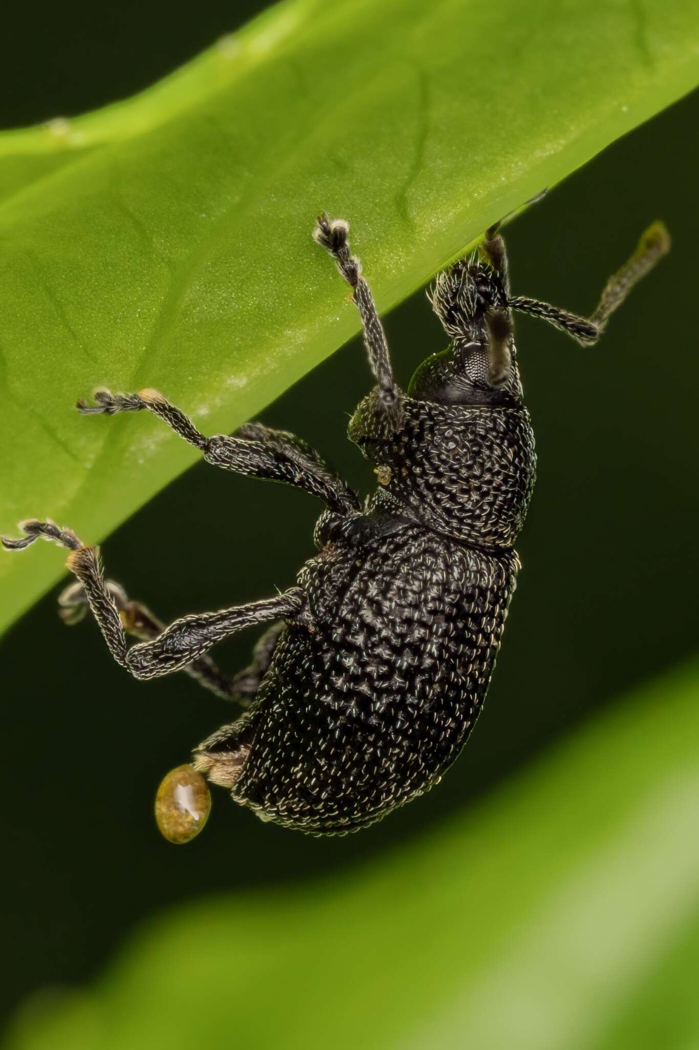 Imagem de Otiorhynchus (Padilehus) pinastri (Herbst 1795)