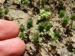 Pogogyne serpylloides (Torr.) A. Gray resmi