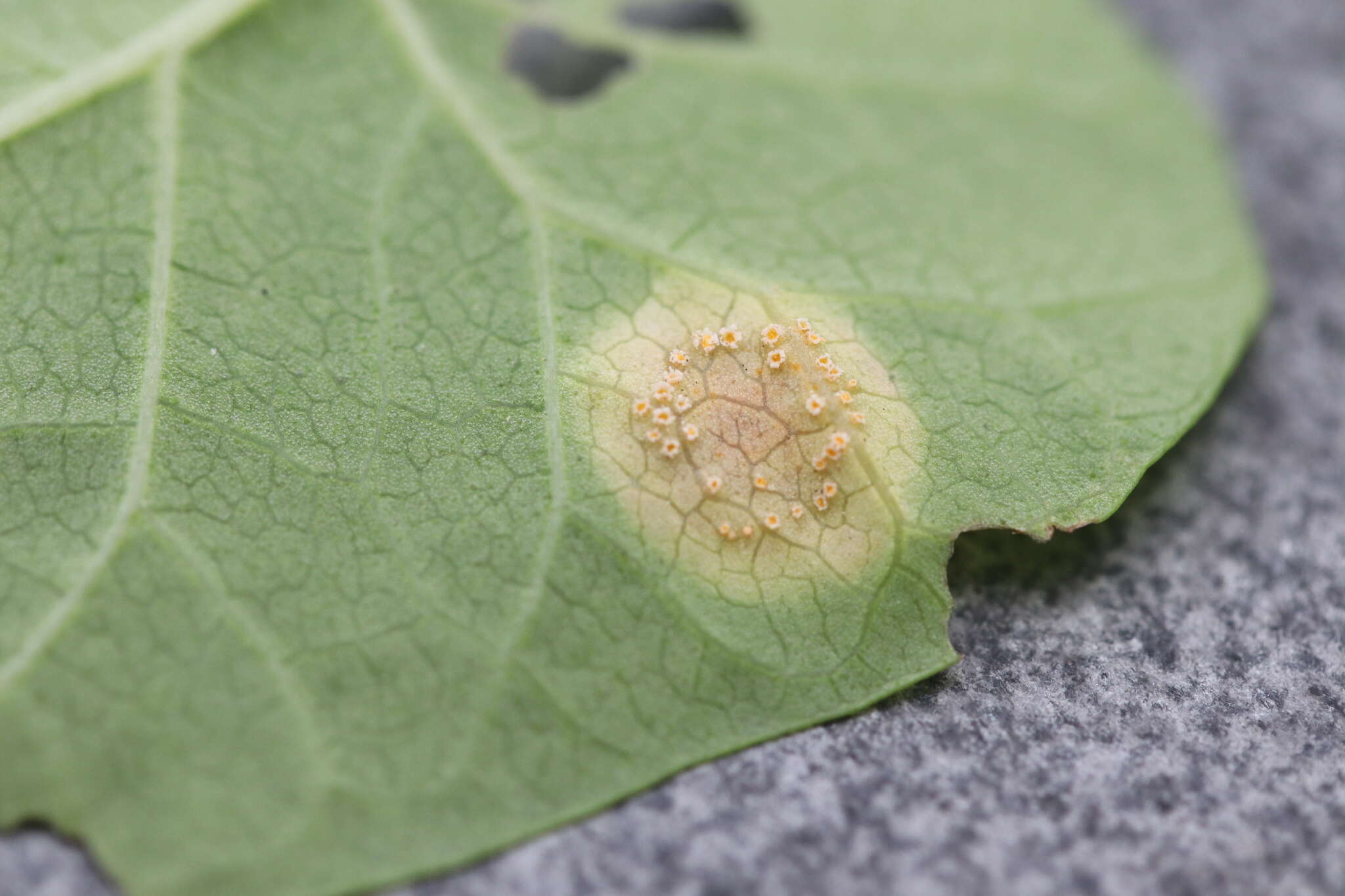 Image de Puccinia convolvuli (Pers.) Castagne 1842