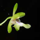 Imagem de Oeceoclades lonchophylla (Rchb. fil.) Garay & P. Taylor