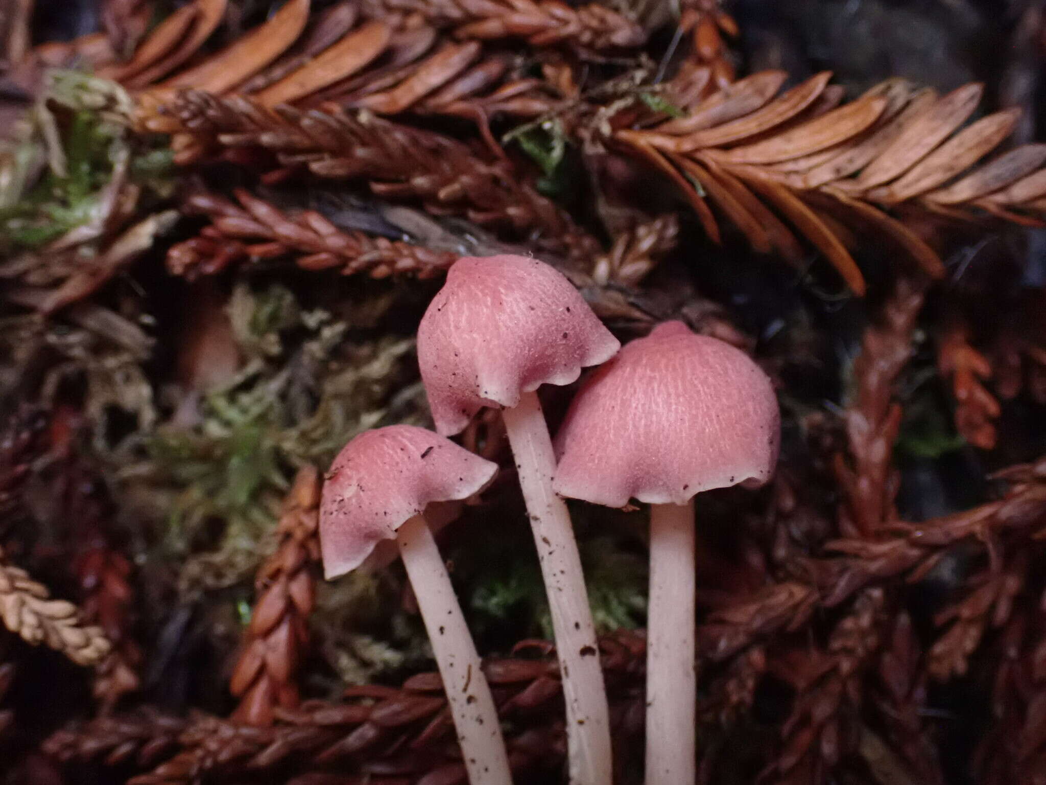 Image of Entoloma subrubineum (Largent & B. L. Thomps.) Noordel. & Co-David 2009