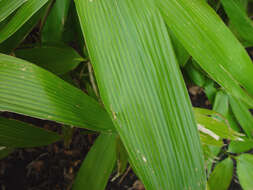 Image of broadleaf bamboo