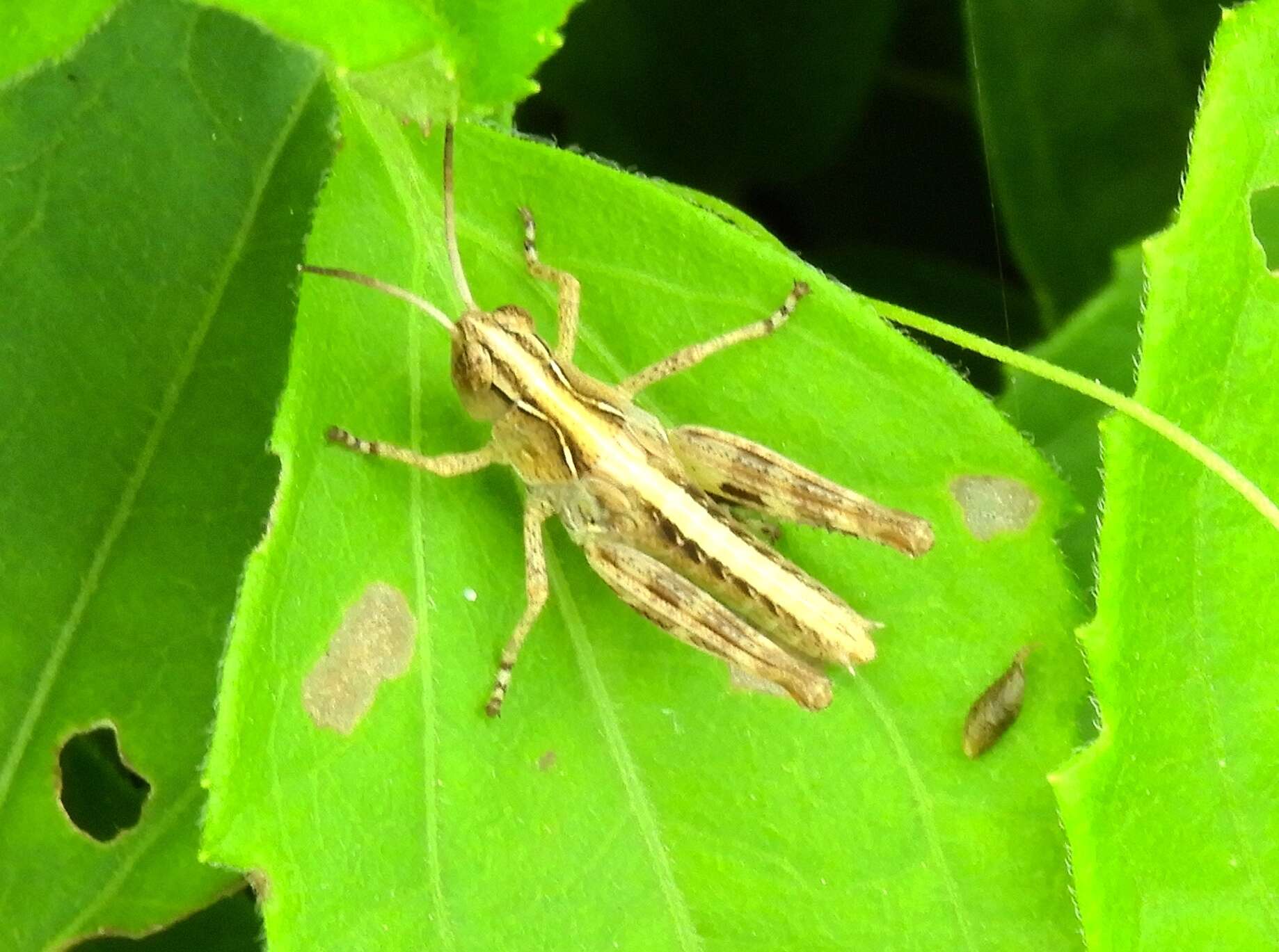 Слика од Boopedon flaviventris Bruner & L. 1904