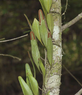 Image of Pyrrosia confluens (R. Br.) Ching