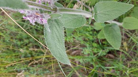 Image of Stachys germanica L.