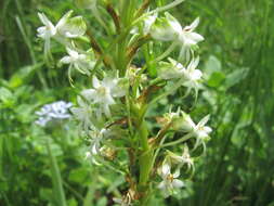 Image de Habenaria falcicornis (Lindl.) Bolus