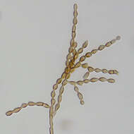 Image of Cladosporiaceae