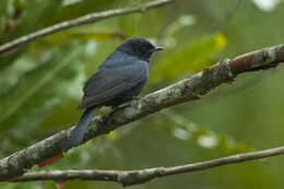 Melaenornis pammelaina (Stanley 1814) resmi