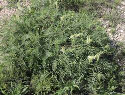 Imagem de Astragalus racemosus Pursh