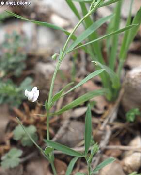 Image of inconspicuous pea