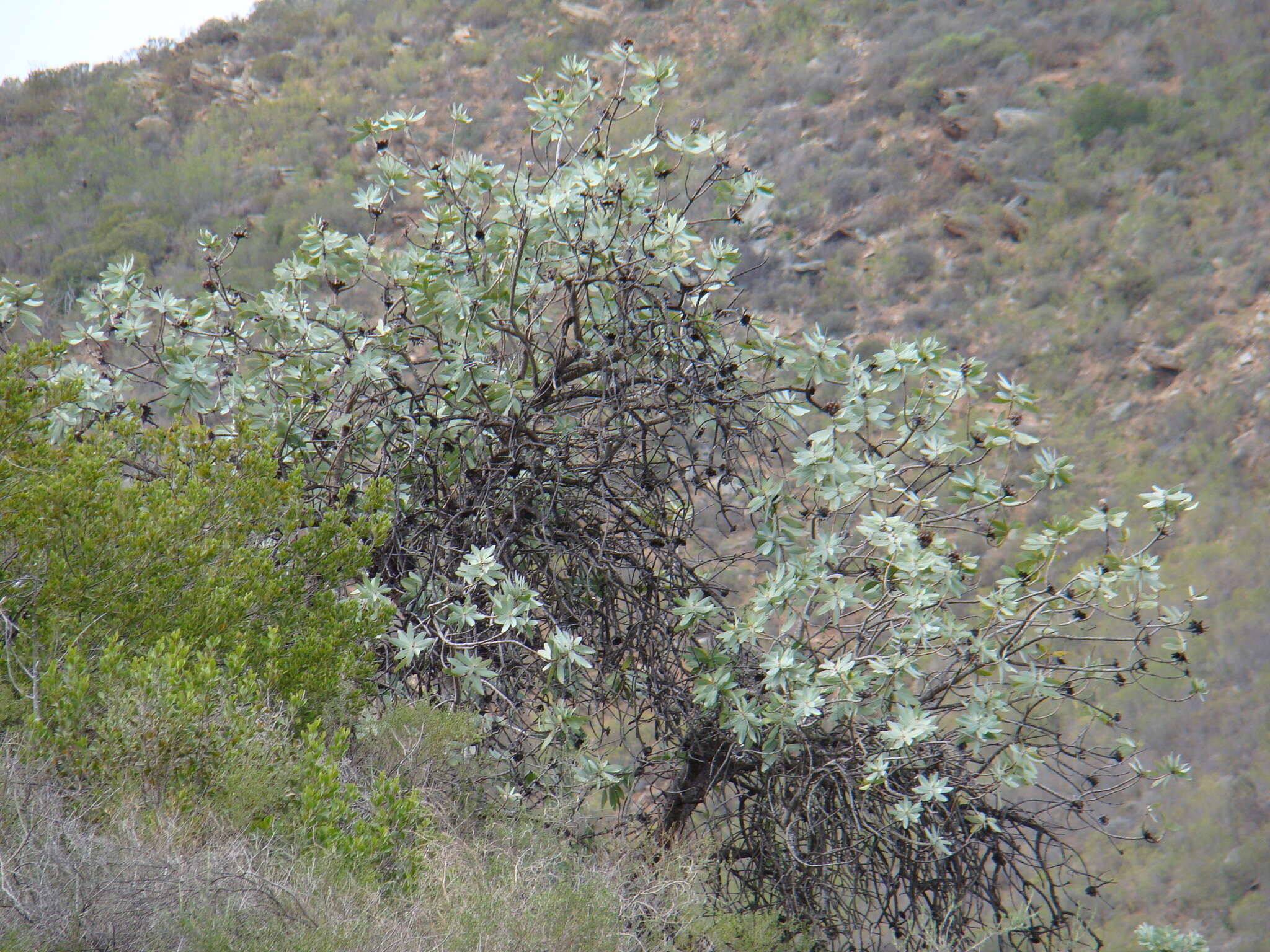 Image of Wagon tree