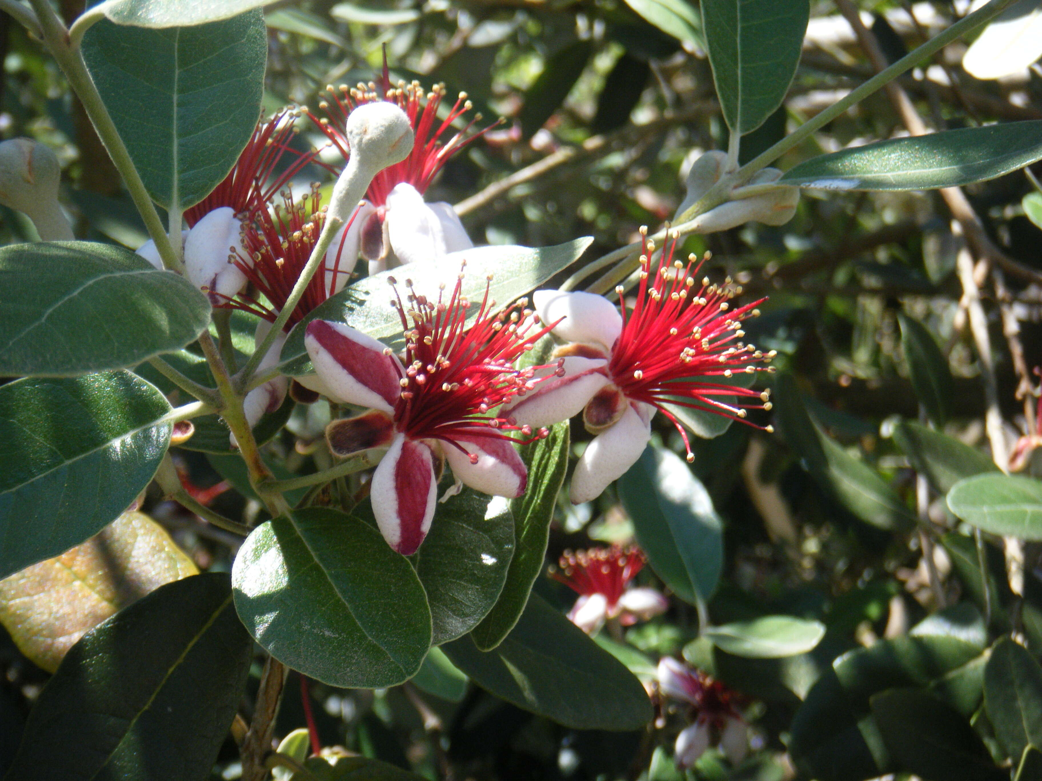 Image of Acca