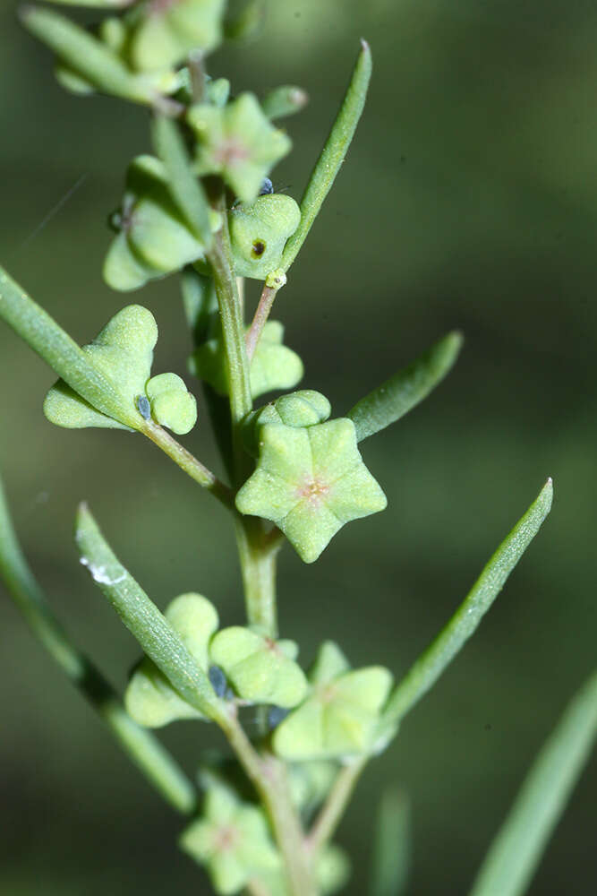 Image of Suaeda glauca (Bunge) Bunge