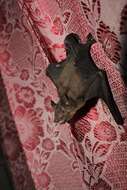 Image of Asiatic Lesser Yellow House Bat