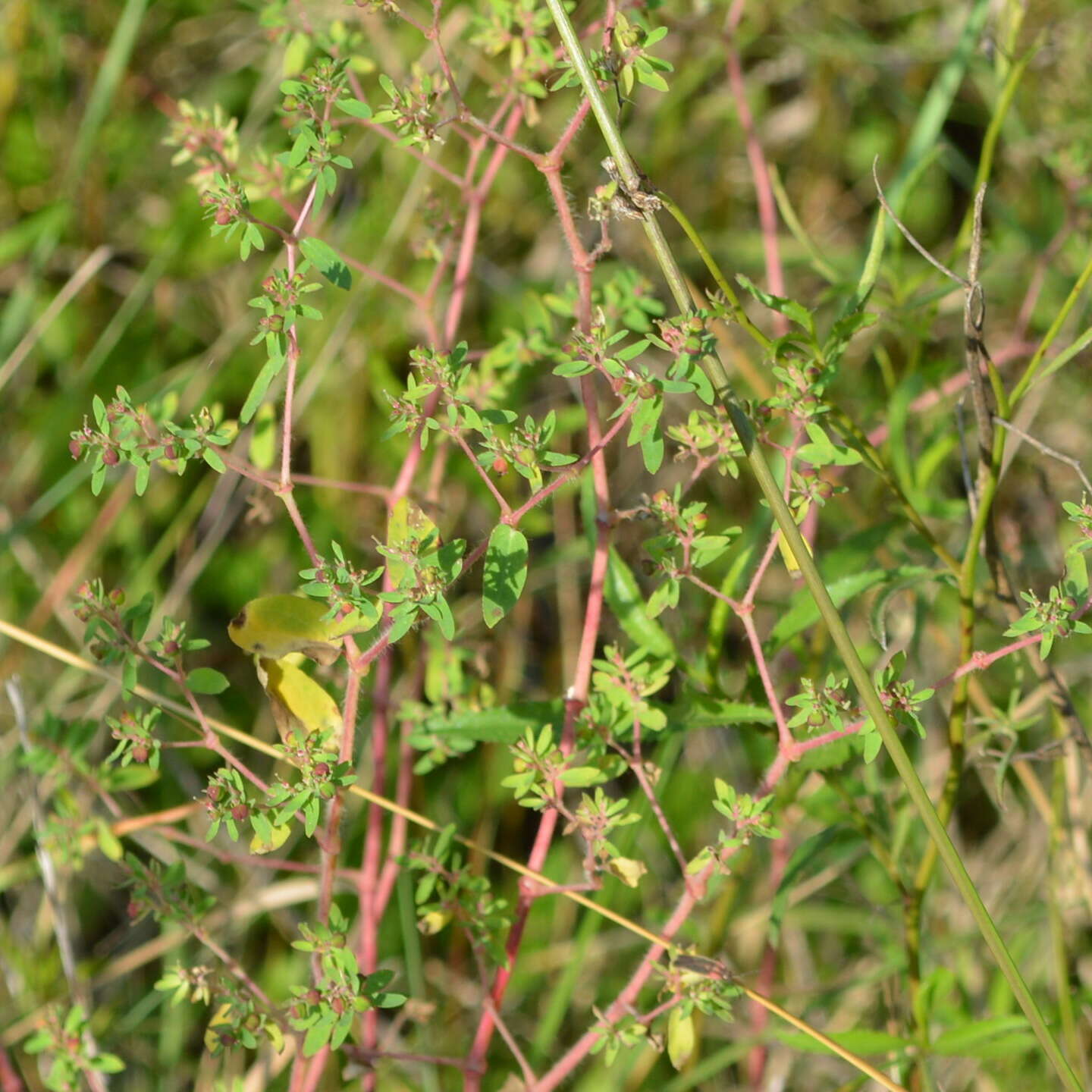 Euphorbia hirtella Boiss. resmi