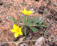 Image of Porcupine-root