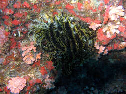 Image of Bottlebrush Feather Star