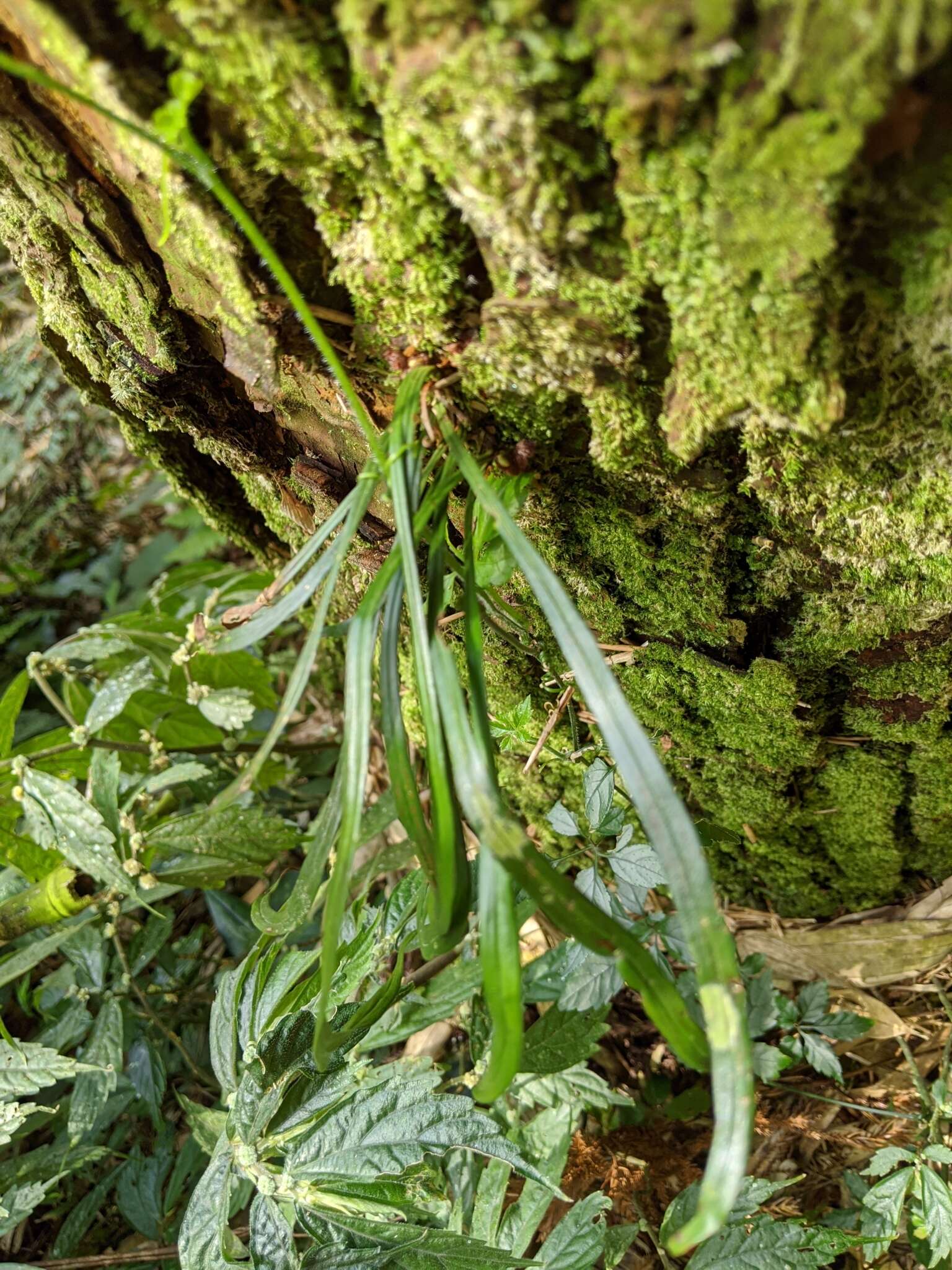 Haplopteris flexuosa (Fée) E. H. Crane的圖片