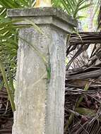 Image of Leopard Anole