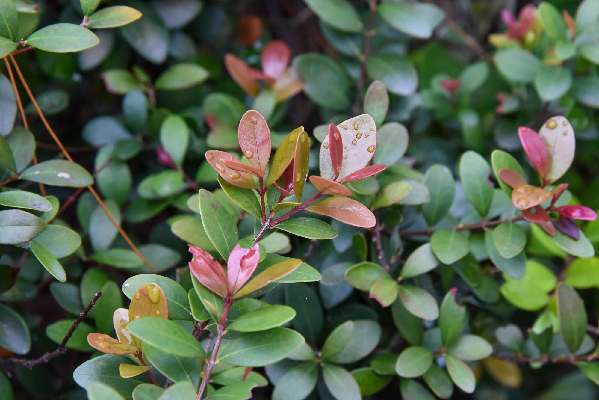 Image of Syzygium buxifolium Hook. & Arn.