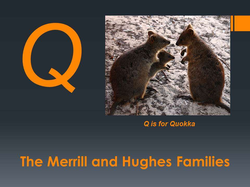 Image of Quokkas