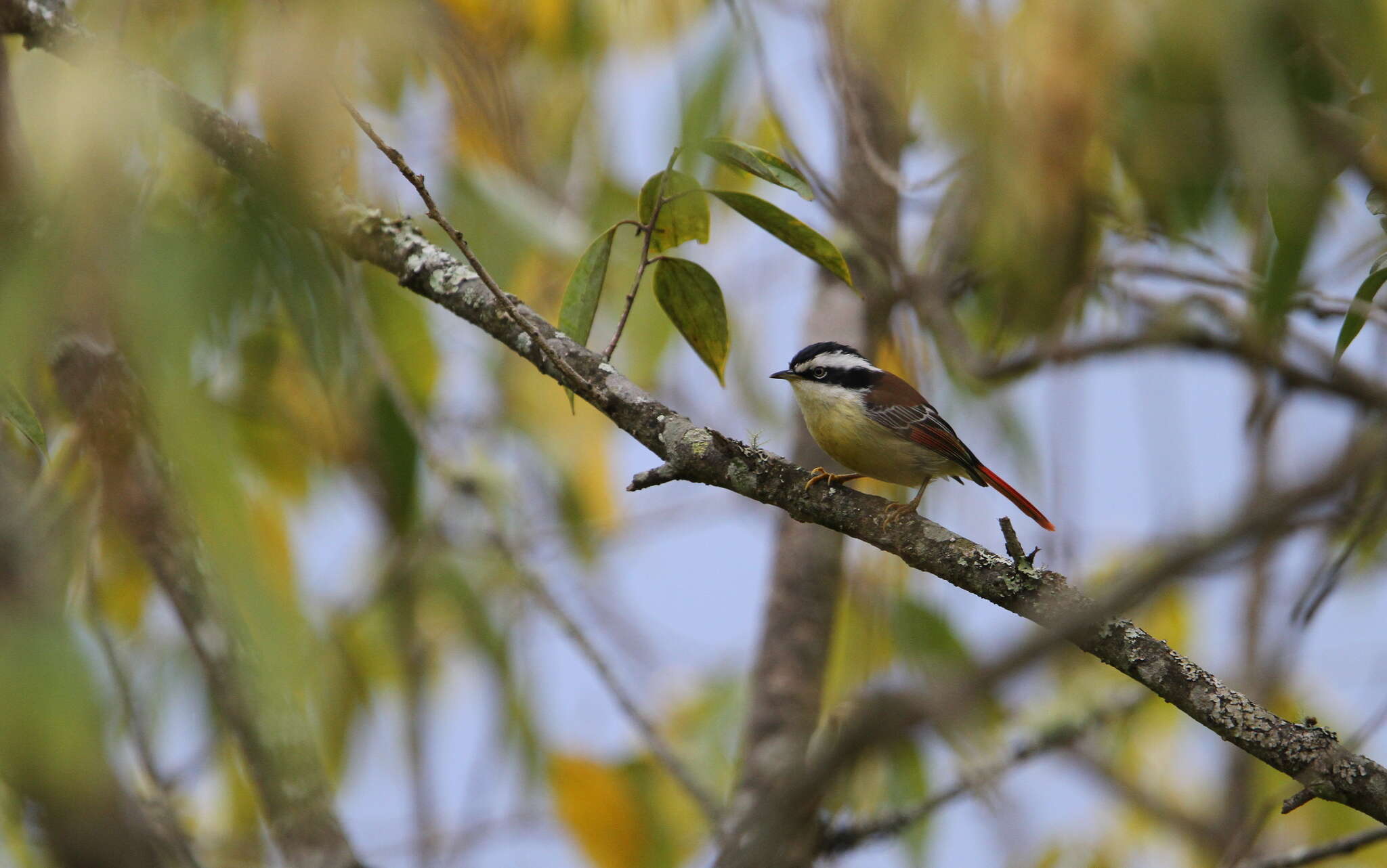 Image of Red-tailed Minla