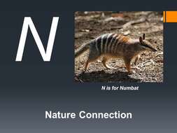 Image of numbats