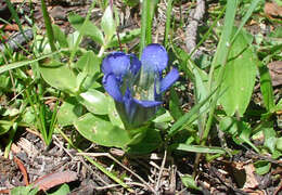 Image of Bog Gentian